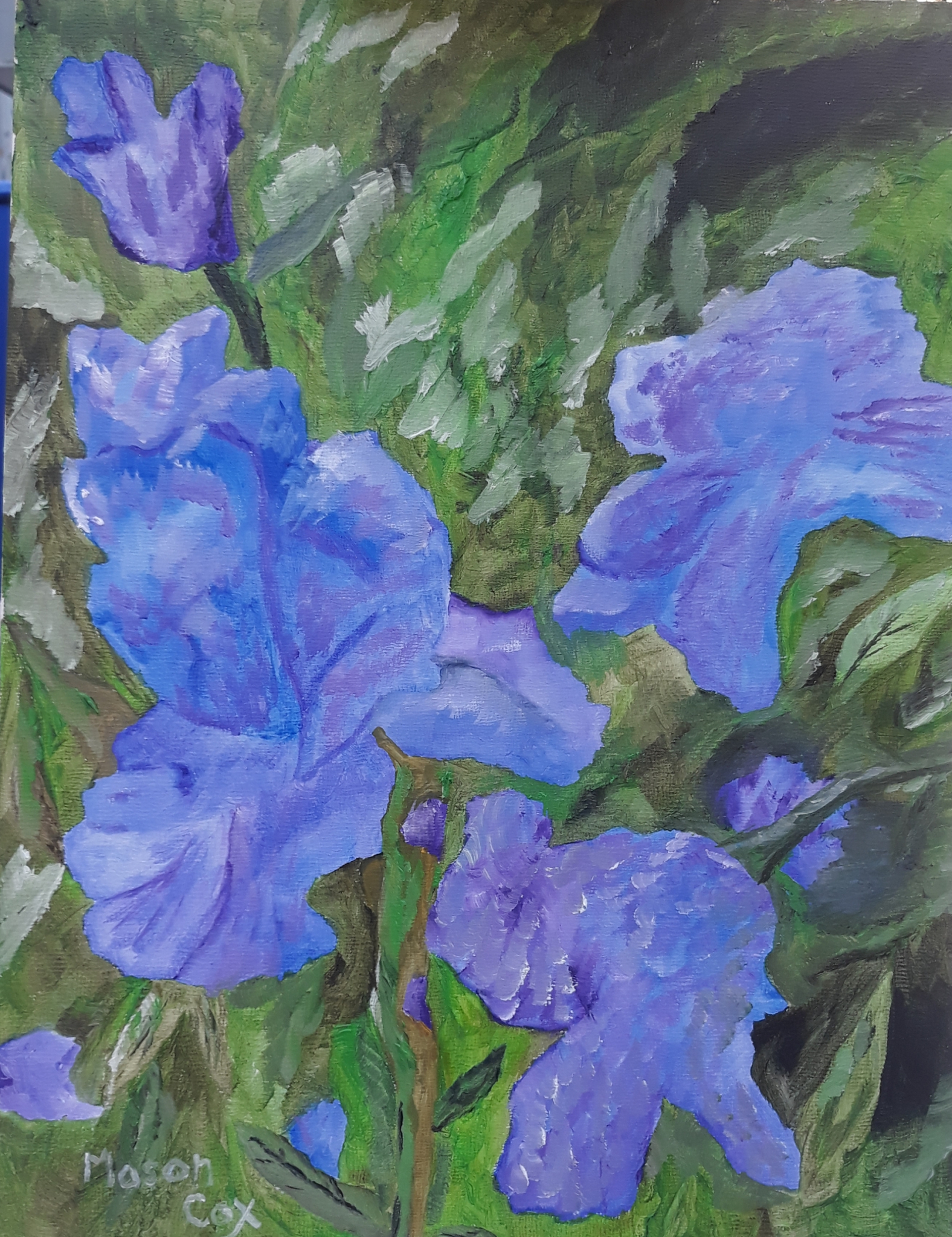 Click here to view Blue Iris by Mason Cox