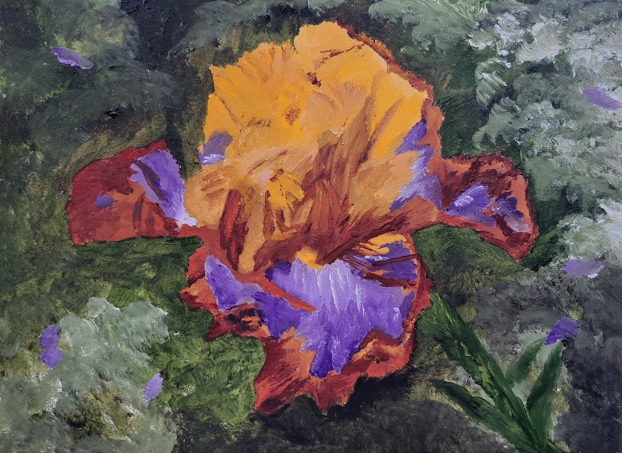 Click here to view Yellow & Purple Bearded Iris by Mason Cox