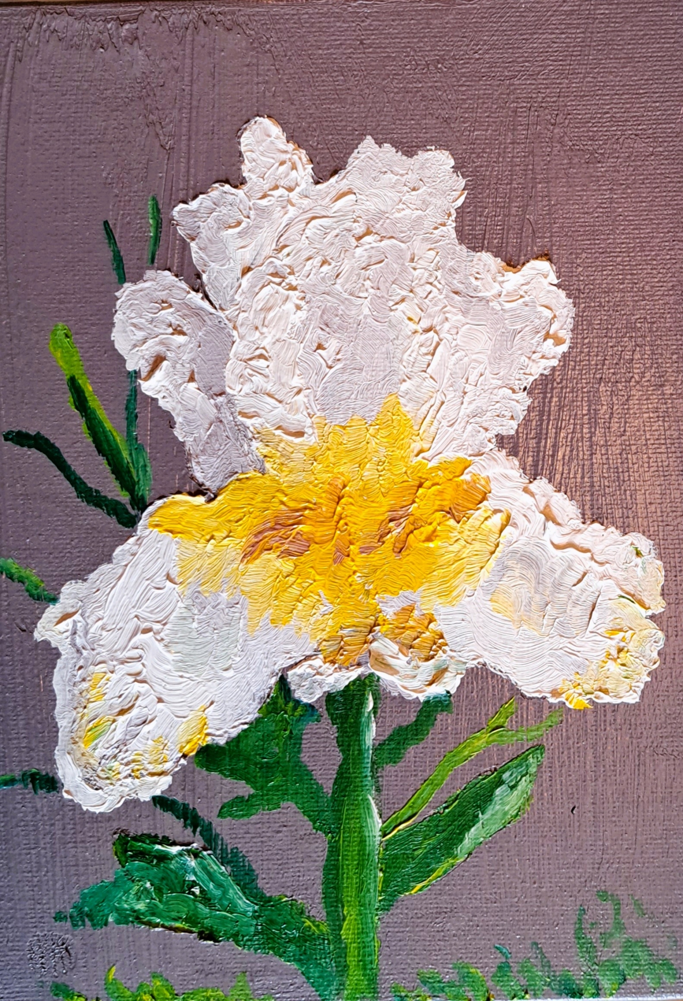 Click here to view White Iris (brown) by Mason Cox