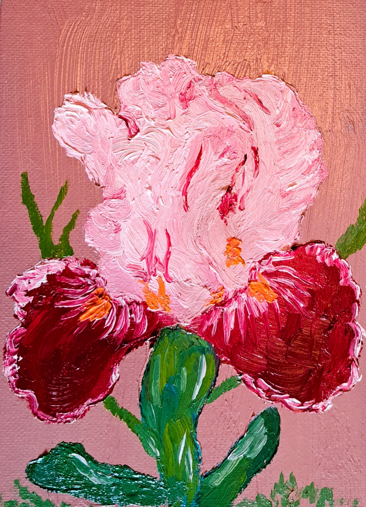 Click here to view Pink Iris by Mason Cox