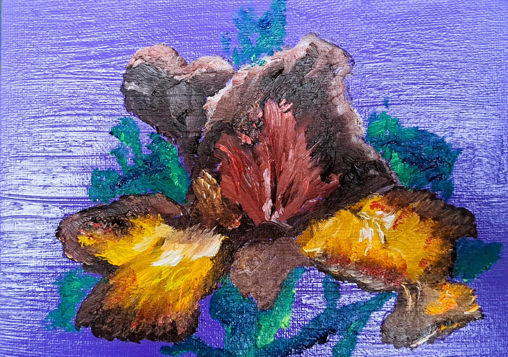 Click here to view Brown Iris by Mason Cox