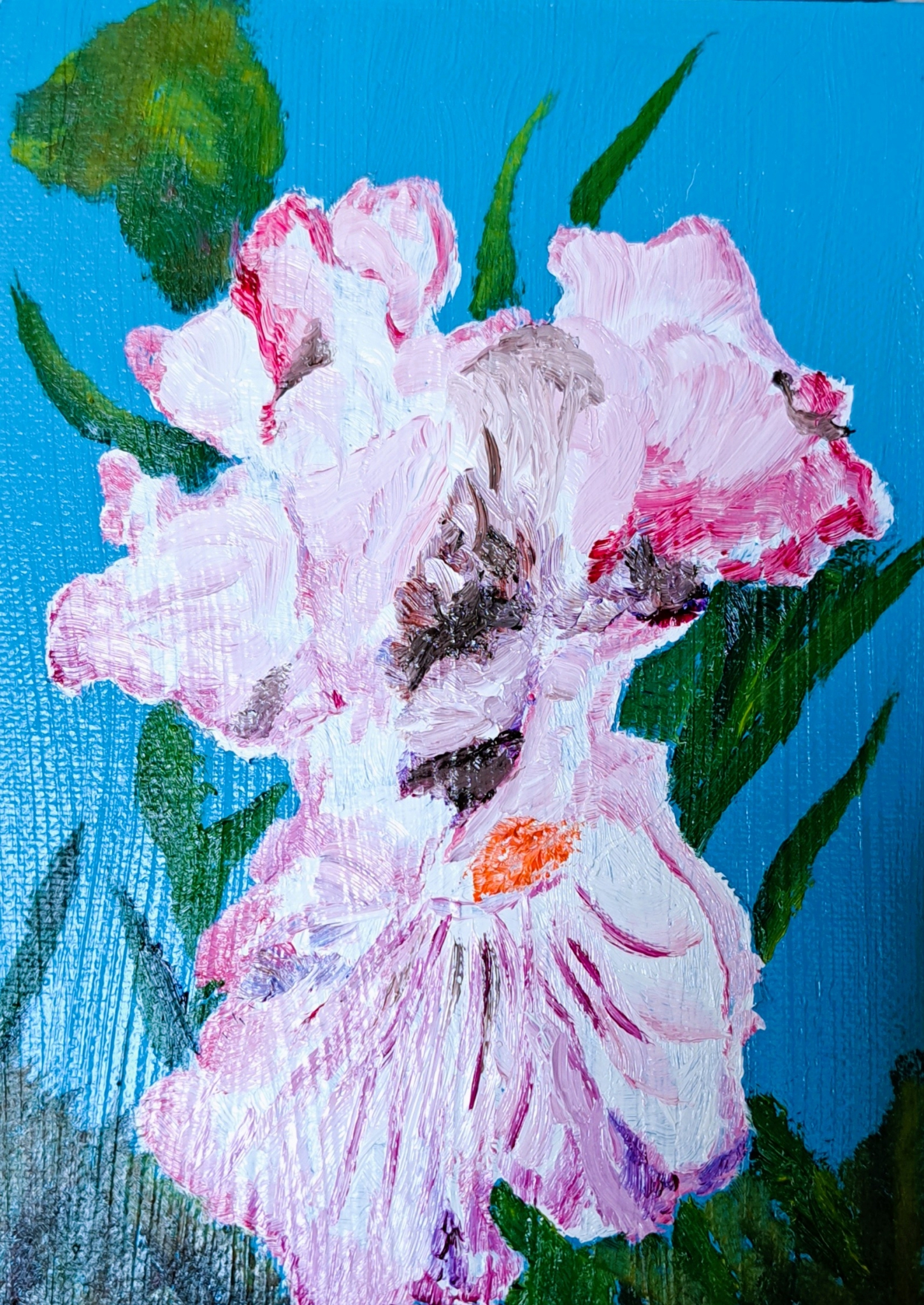 Click here to view White with Pink Iris by Mason Cox