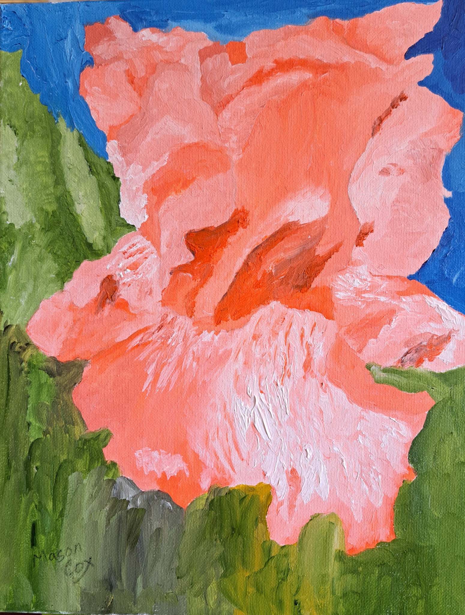 Click here to view Pink Iris by Mason Cox